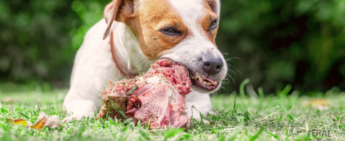 Salmonella & Foodborne Infections in Dogs: Risks, Symptoms, Treatment, and Prevention
