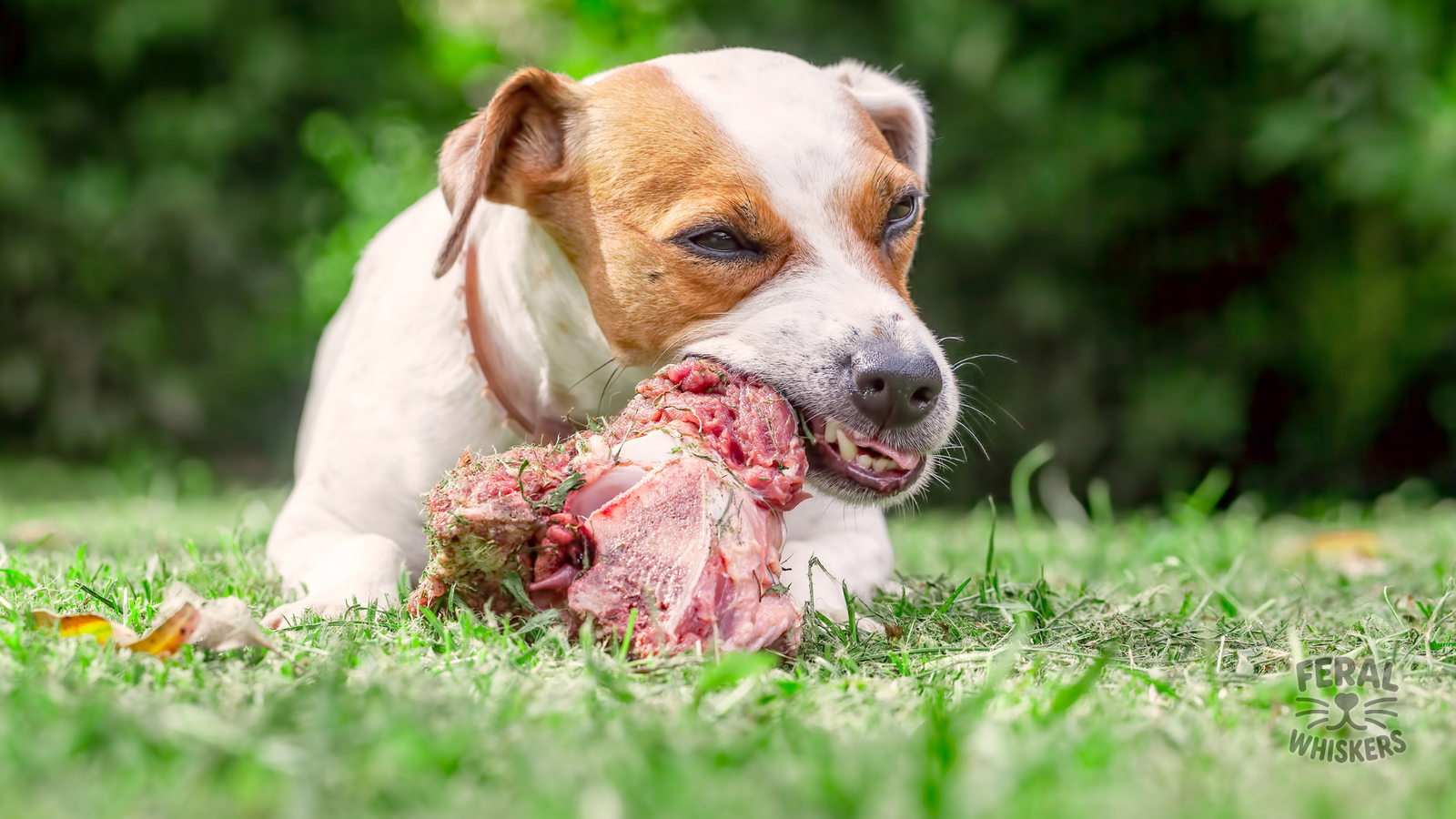 Salmonella & Foodborne Infections in Dogs: Risks, Symptoms, Treatment, and Prevention