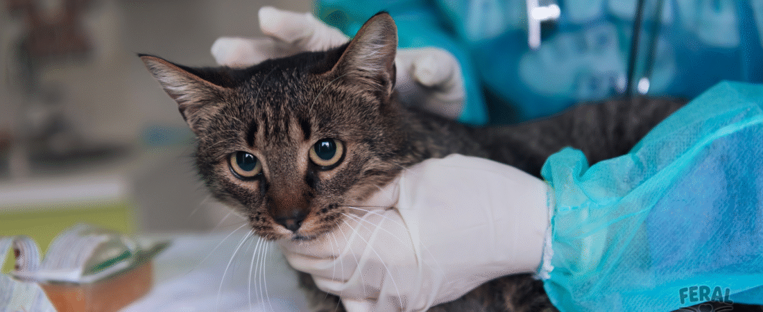 Heartworms in Cats: Symptoms, Treatment, Holistic Supports & Prevention