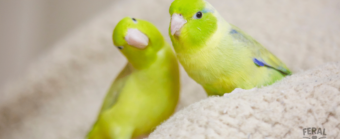 Lovebirds as Pets: Personality, Care, Training, and Lifespan