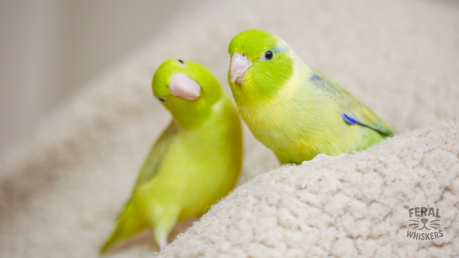 Lovebirds as Pets: Personality, Care, Training, and Lifespan