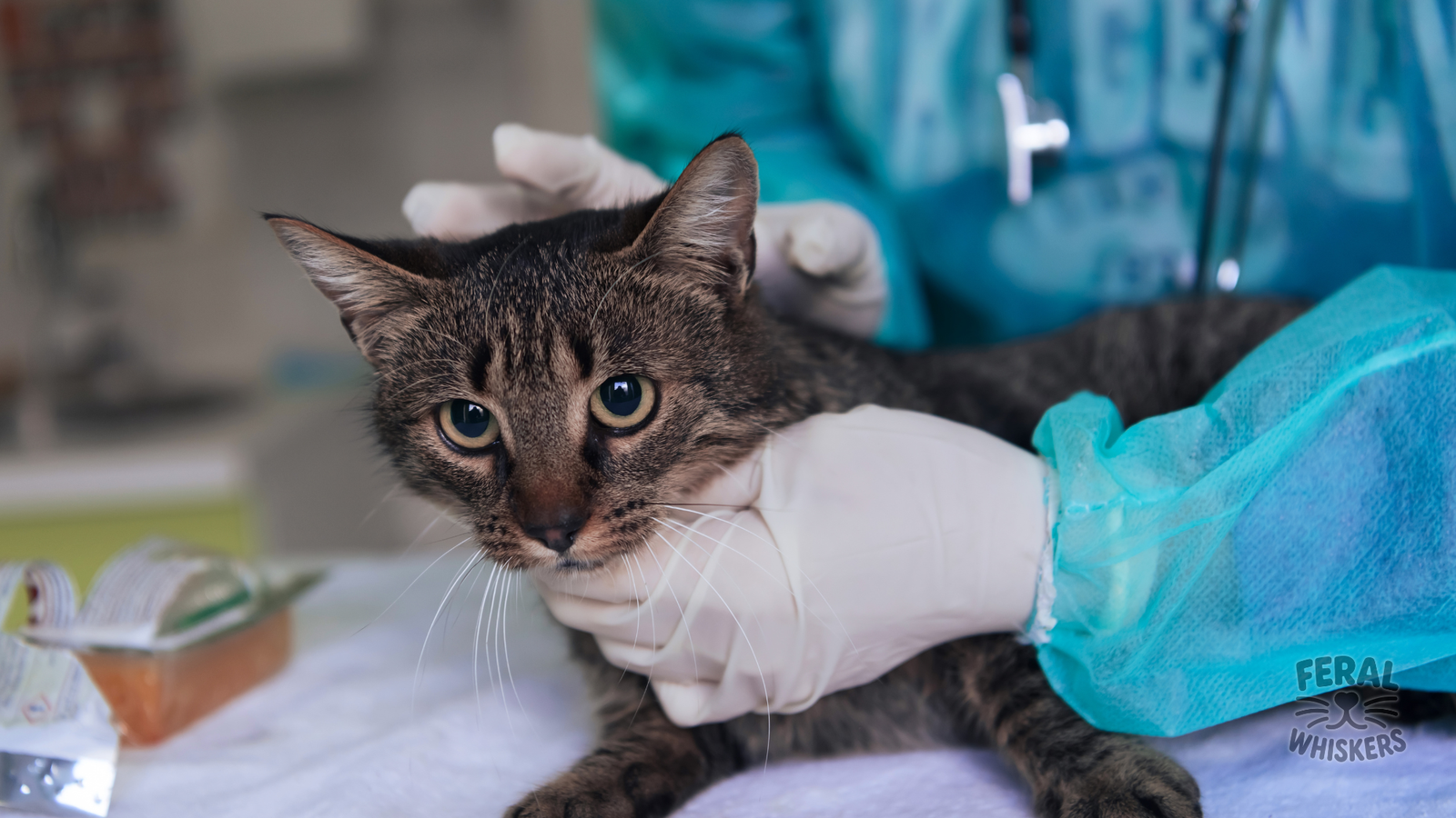 Heartworms in Cats: Symptoms, Treatment, Holistic Supports & Prevention