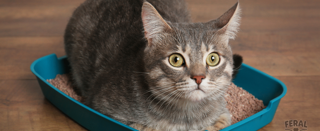 Whipworms in Cats: Symptoms, Treatment, Holistic Remedies & Prevention