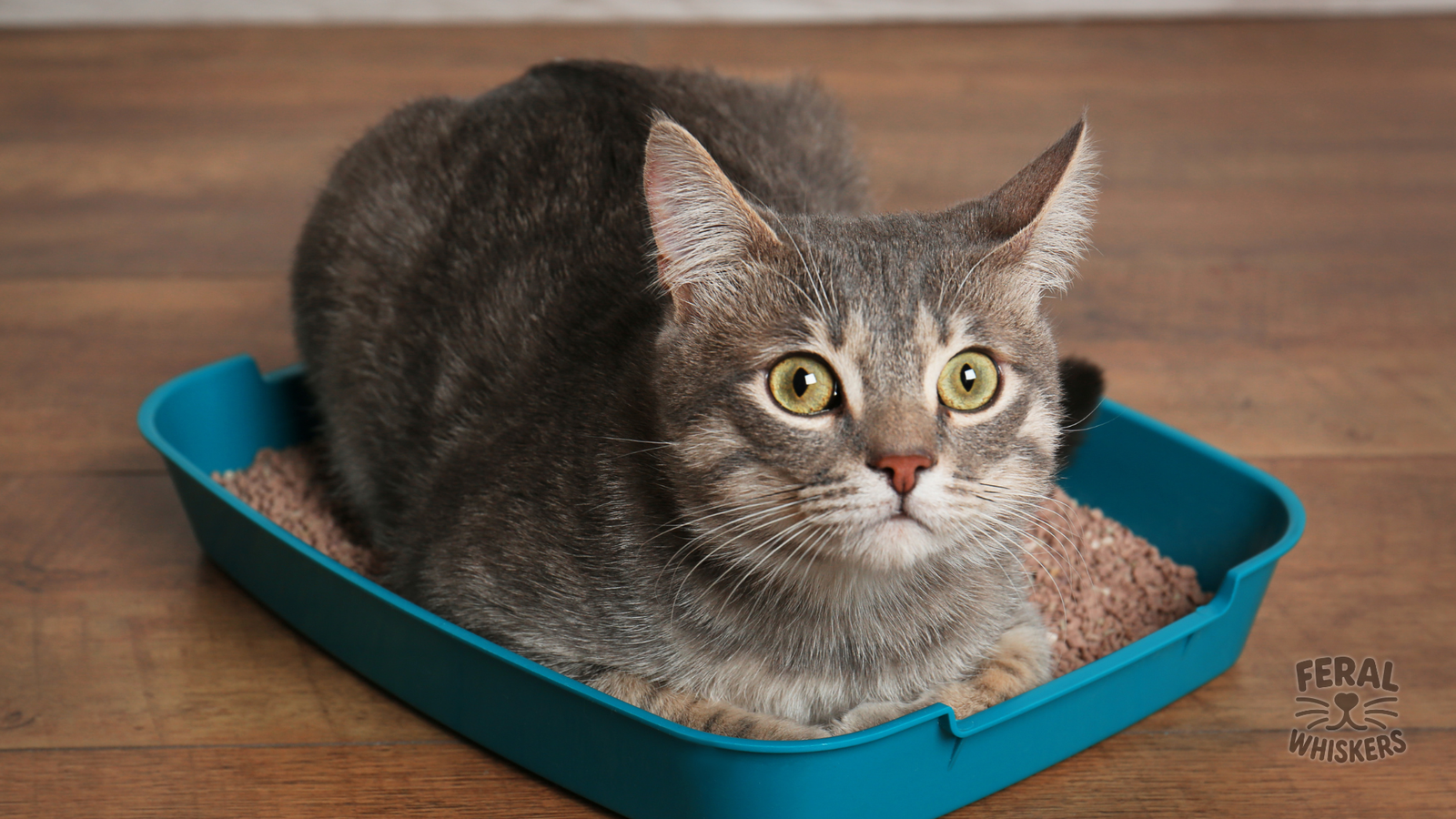 Whipworms in Cats: Symptoms, Treatment, Holistic Remedies & Prevention