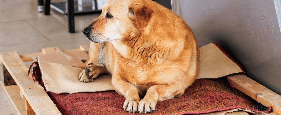 Dog Obesity: Holistic Weight Management and Natural Diet Solutions