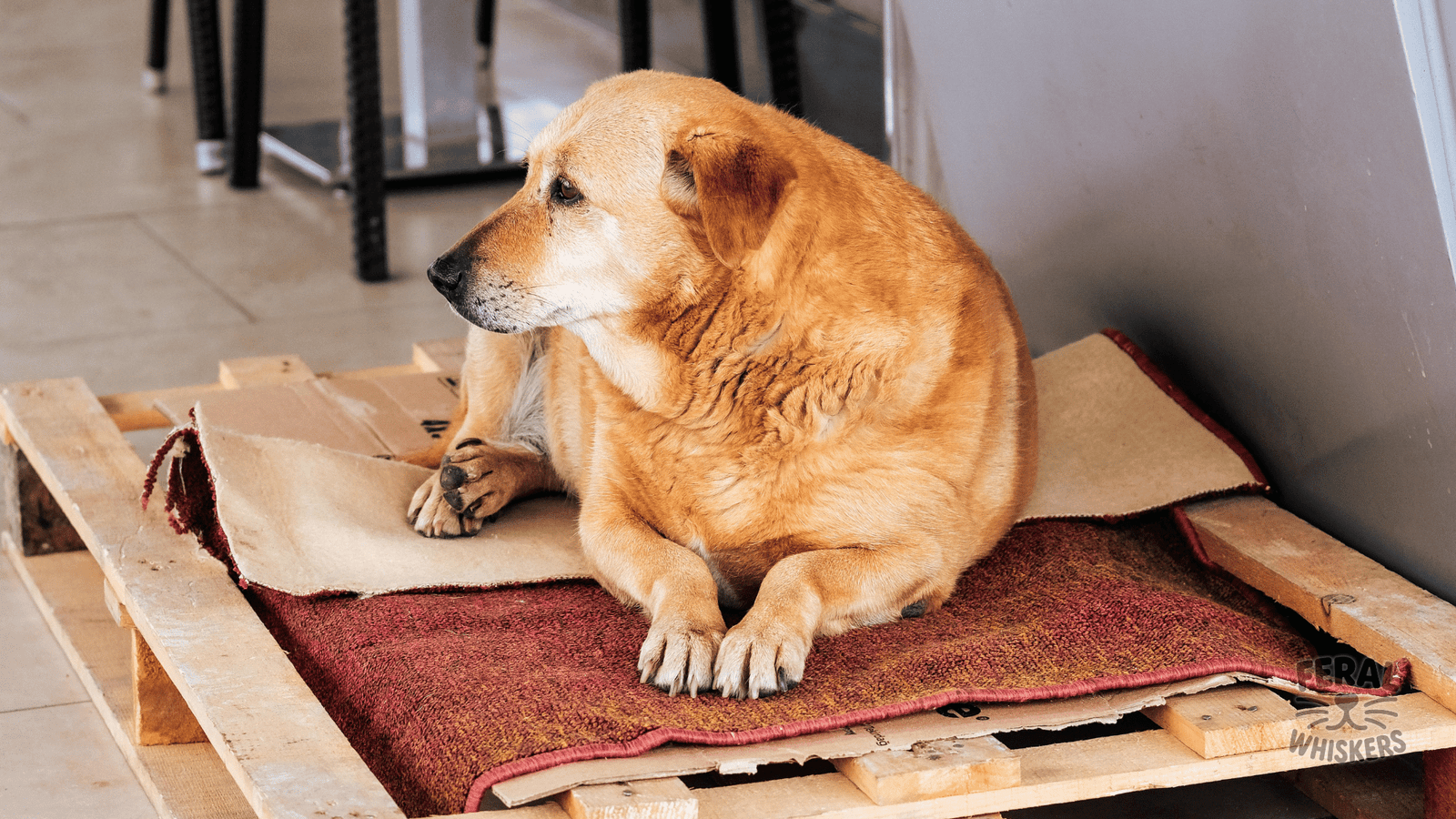 Dog Obesity: Holistic Weight Management and Natural Diet Solutions