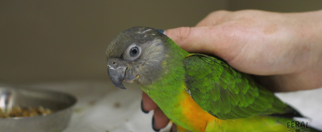 Signs Your Bird is Sick: How to Recognize Illness Early and When to See a Vet