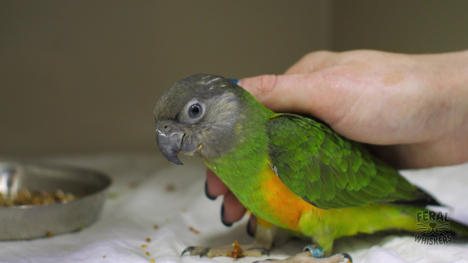 Signs Your Bird is Sick: How to Recognize Illness Early and When to See a Vet