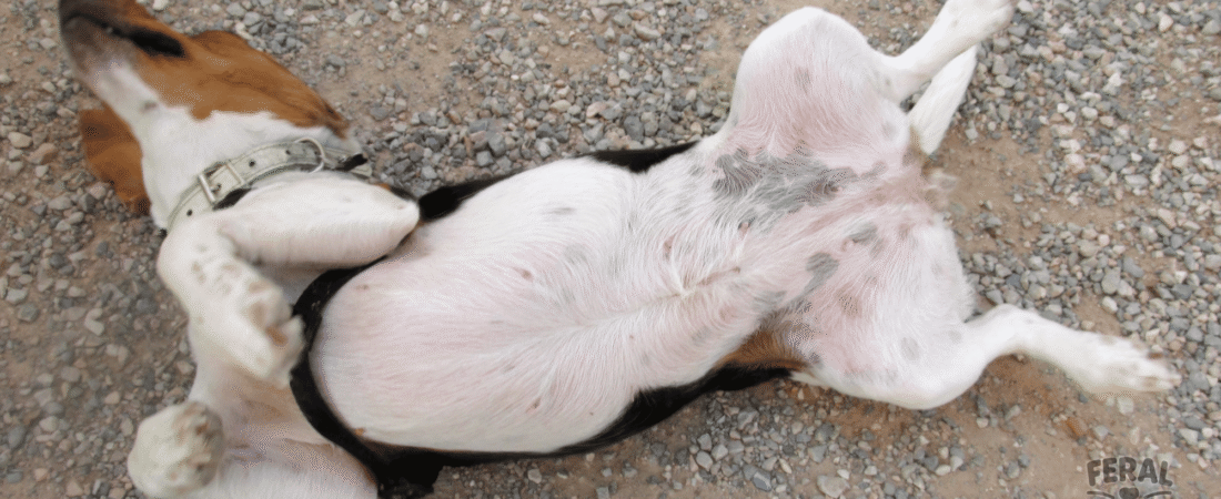 Dog Digestive Upsets: Holistic Solutions for Diarrhea & Constipation