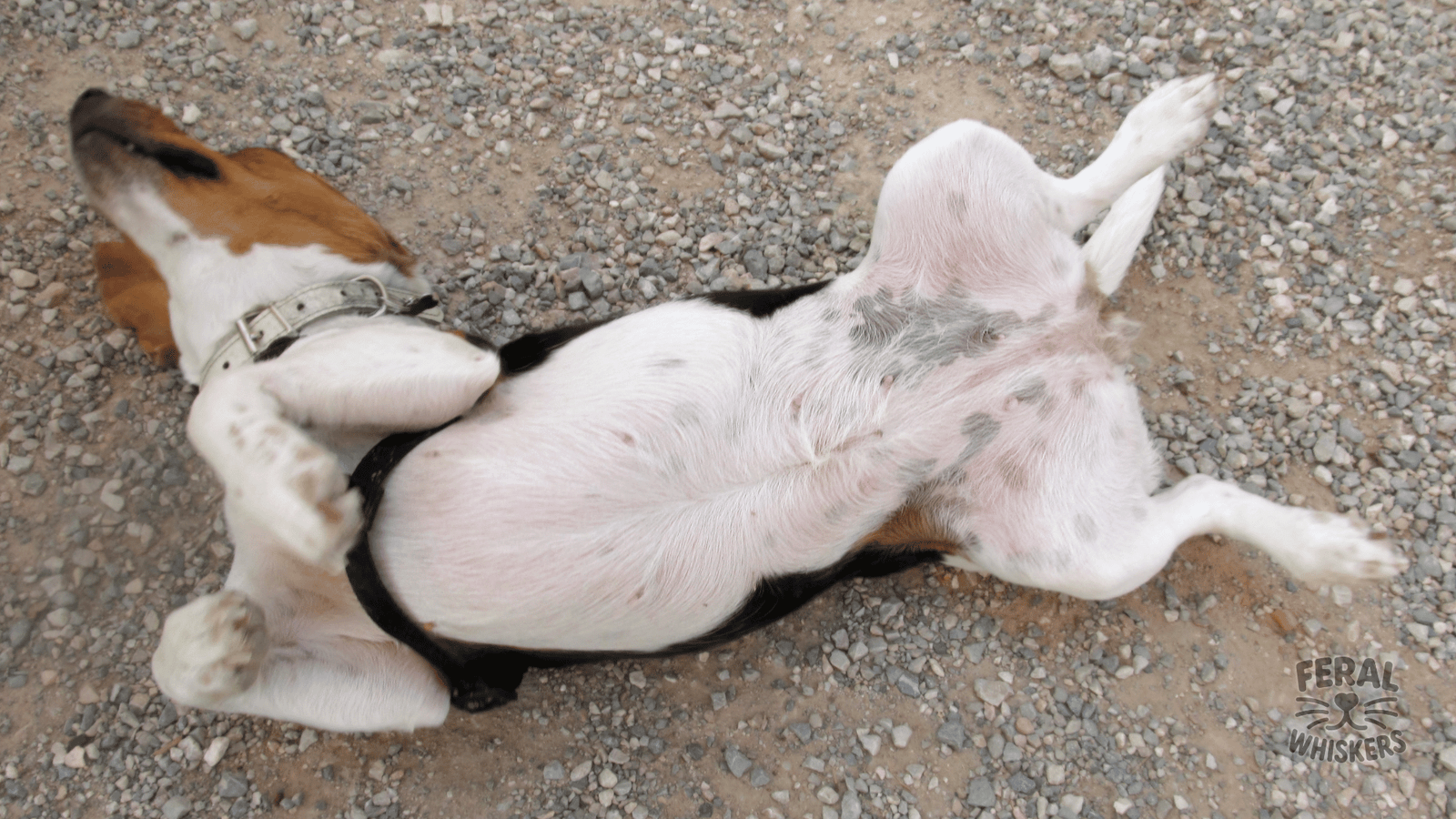 Dog Digestive Upsets: Holistic Solutions for Diarrhea & Constipation