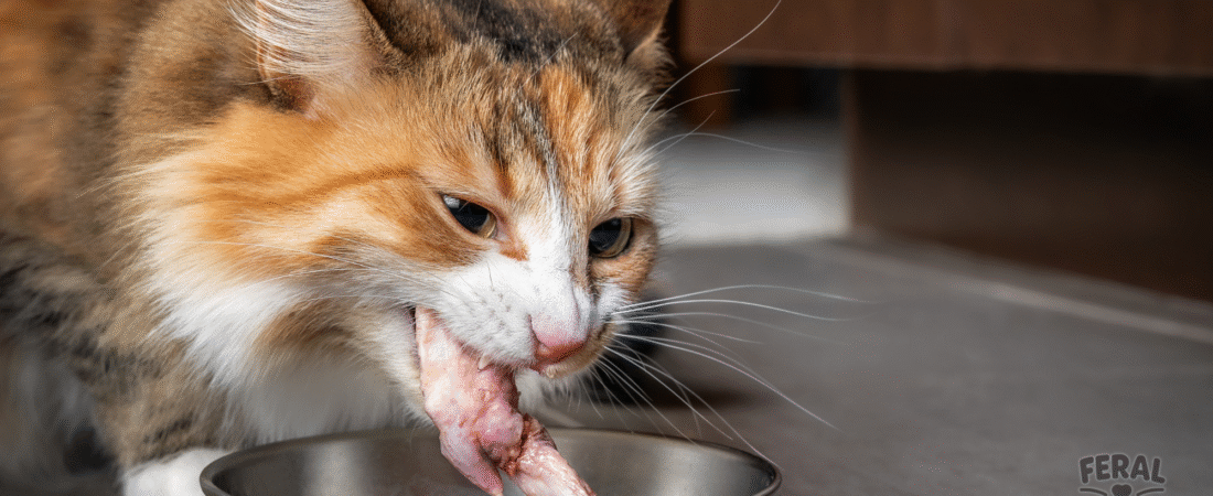 The Raw Food Diet for Cats: Benefits, Risks, and How to Transition Safely