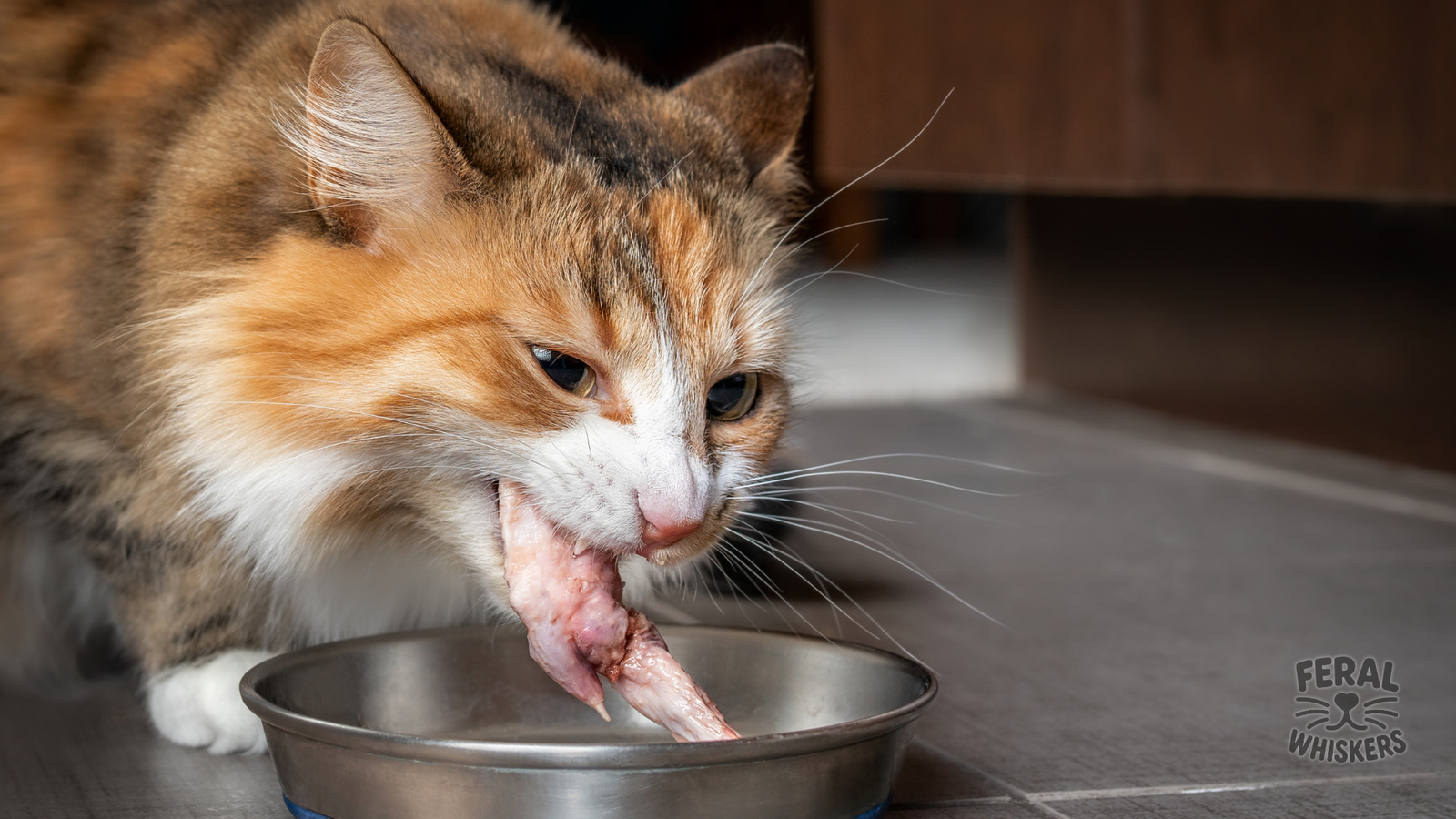 The Raw Food Diet for Cats: Benefits, Risks, and How to Transition Safely