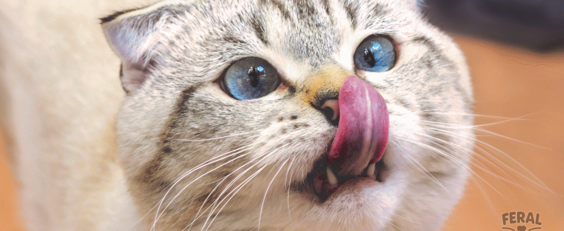 Can Cats Eat Vegetables? A Guide to Safe & Beneficial Veggies for Felines