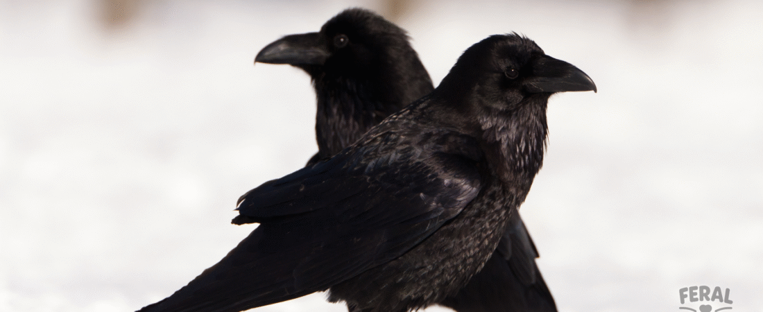 Are Ravens and Crows Good Pets? Legal, Ethical, and Practical Concerns