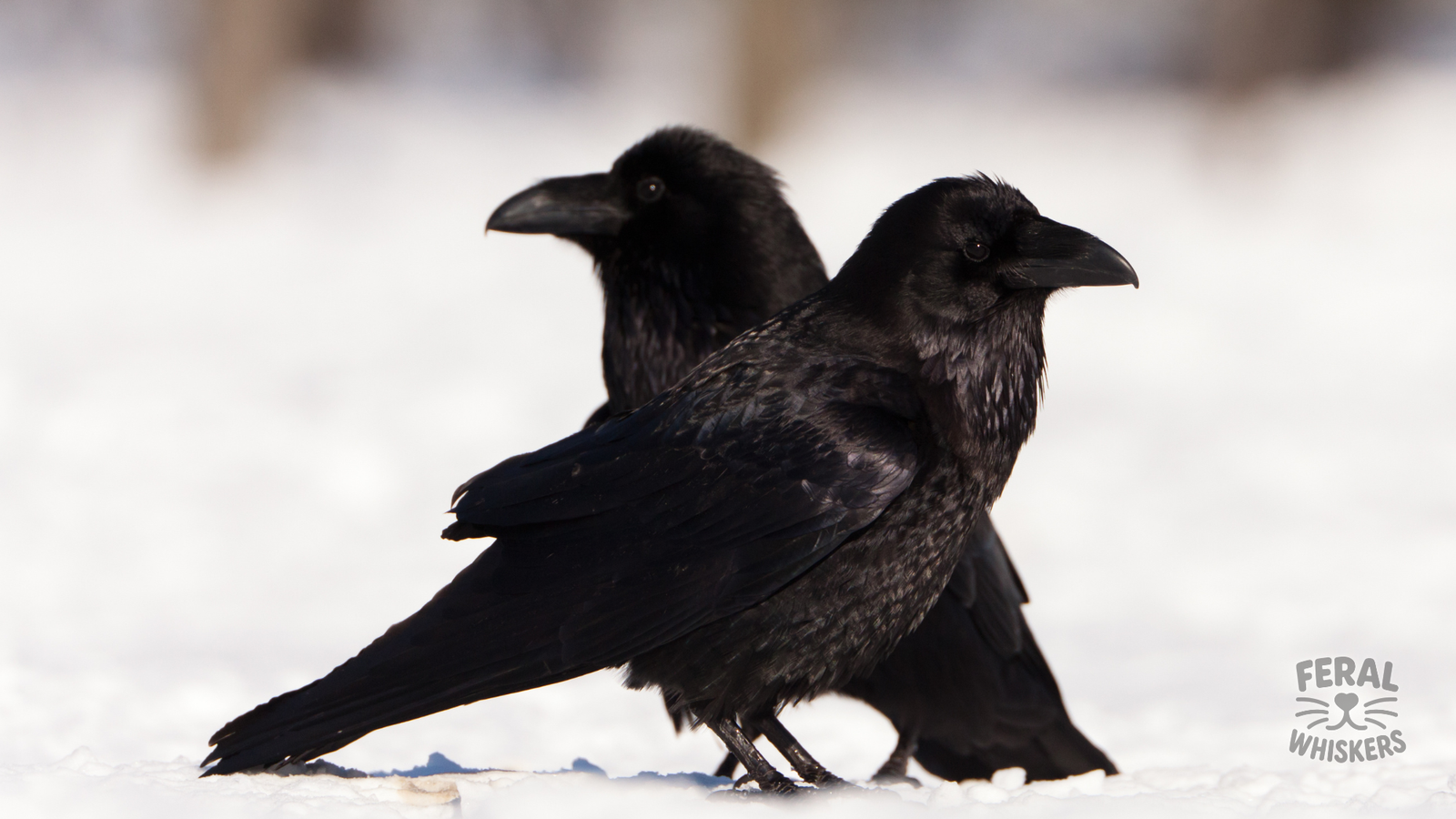 Are Ravens and Crows Good Pets? Legal, Ethical, and Practical Concerns