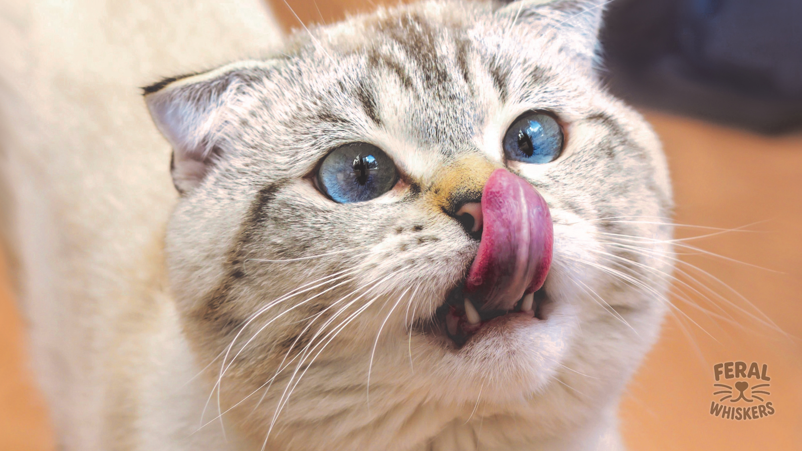 Can Cats Eat Vegetables? A Guide to Safe & Beneficial Veggies for Felines