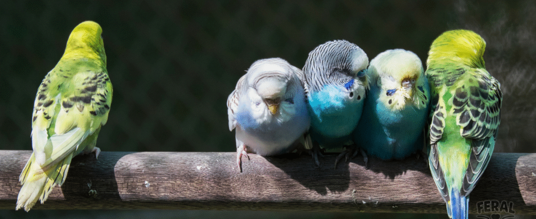 Budgies (Parakeets): Small Birds With Big Personalities
