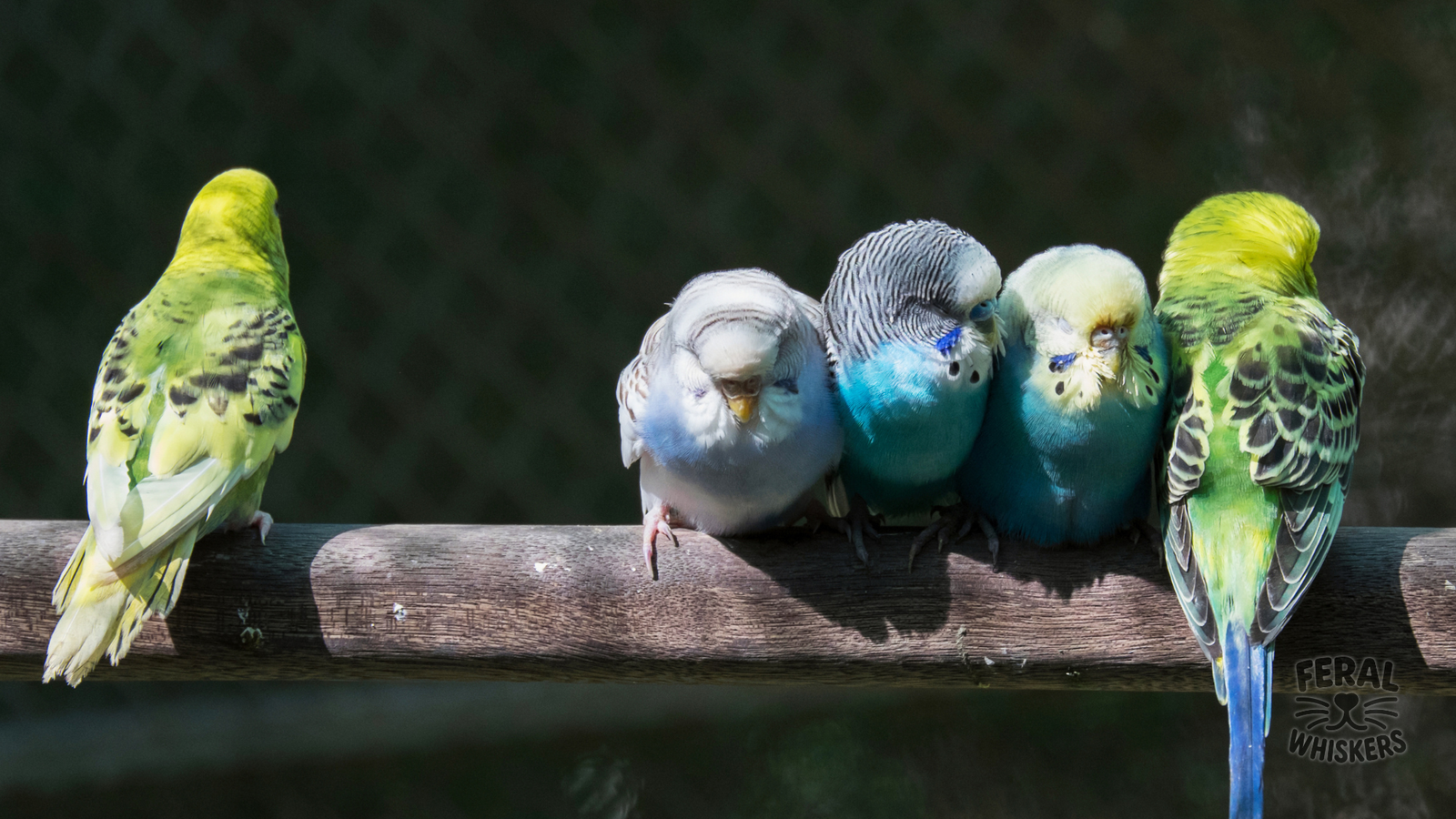 Budgies (Parakeets): Small Birds With Big Personalities