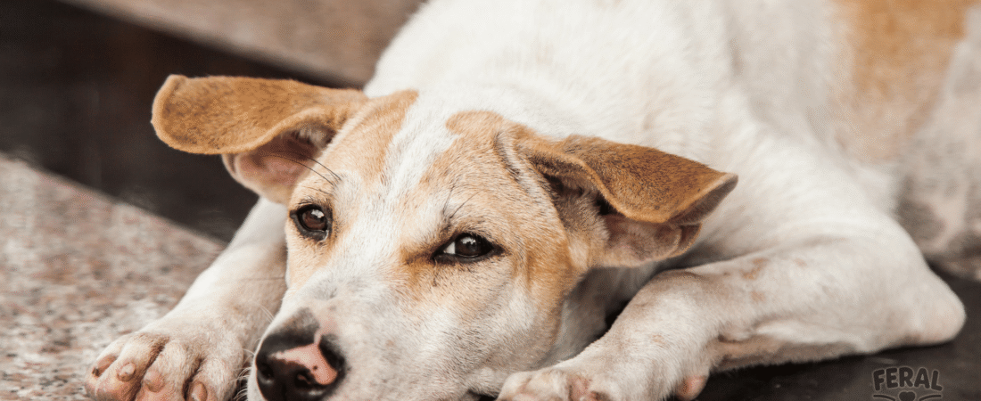 Heartworm in Dogs: Your Easy Guide to Prevention, Treatment & Holistic Support