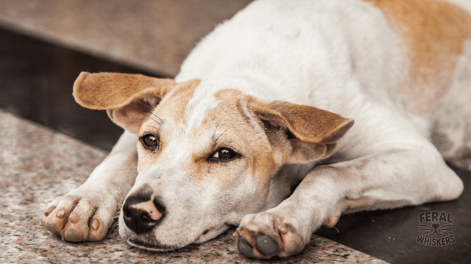 Heartworm in Dogs: Your Easy Guide to Prevention, Treatment & Holistic Support