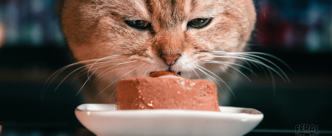 Canned Cat Food: Decoding Labels, Benefits, and Choosing the Best Wet Diet