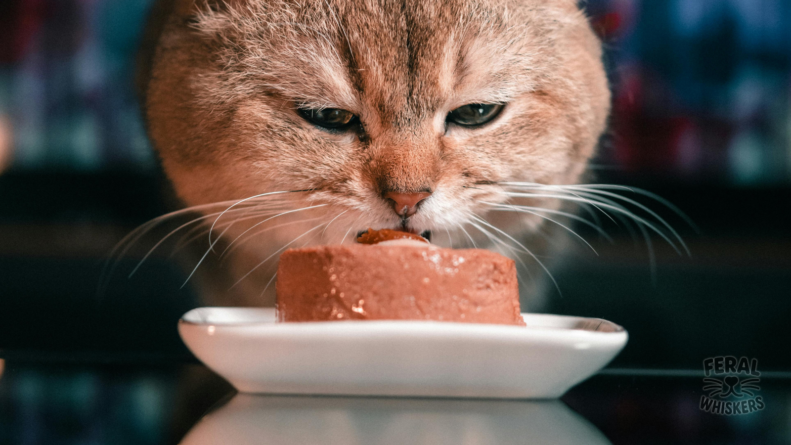 Canned Cat Food: Decoding Labels, Benefits, and Choosing the Best Wet Diet