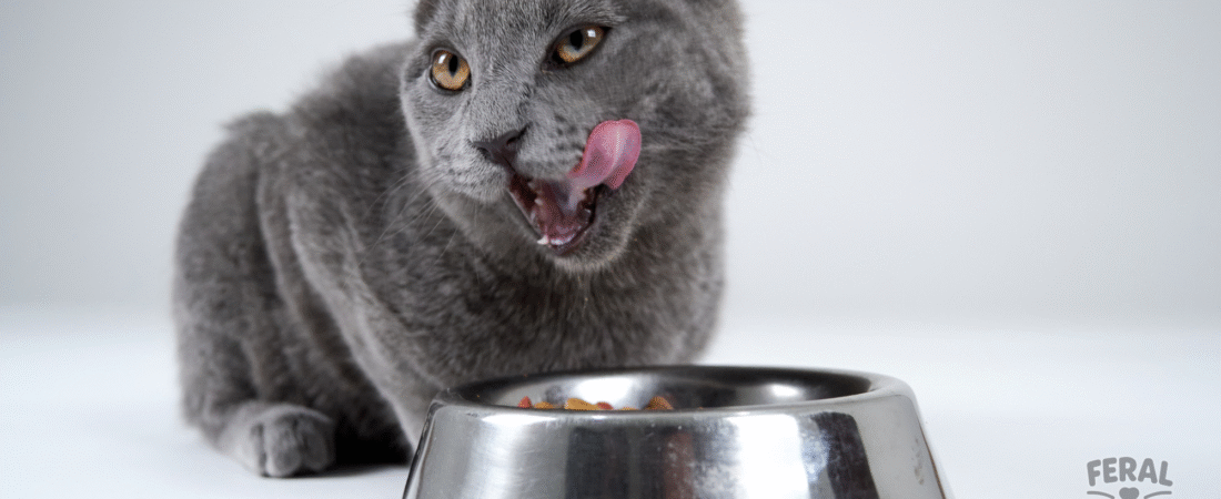 Kibble vs. Wet vs. Raw: The Ultimate Comparison for Cat Nutrition