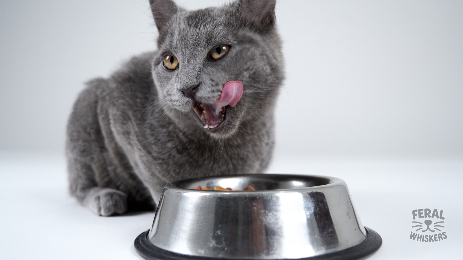 Kibble vs. Wet vs. Raw: The Ultimate Comparison for Cat Nutrition