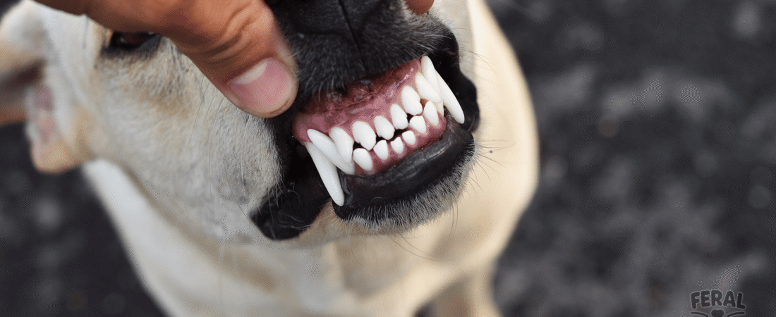 Dental Health Naturally: Holistic Dog Teeth Care Without Chemicals