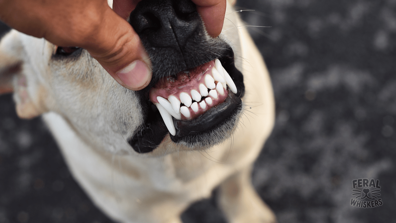 Dental Health Naturally: Holistic Dog Teeth Care Without Chemicals