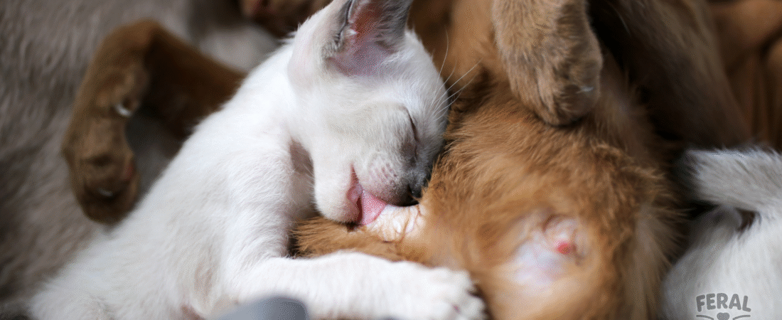 Kitten Nutrition 101: From Weaning to Adulthood — Feeding for Healthy Growth