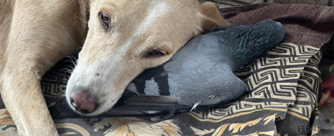 Hookworms & Whipworms in Dogs: Symptoms, Vet Treatment, and Holistic Prevention