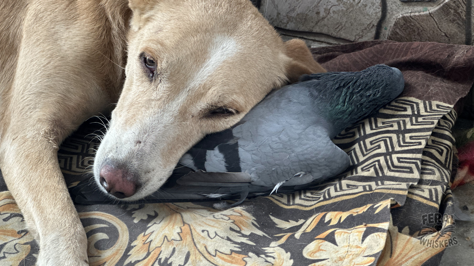 Hookworms & Whipworms in Dogs: Symptoms, Vet Treatment, and Holistic Prevention