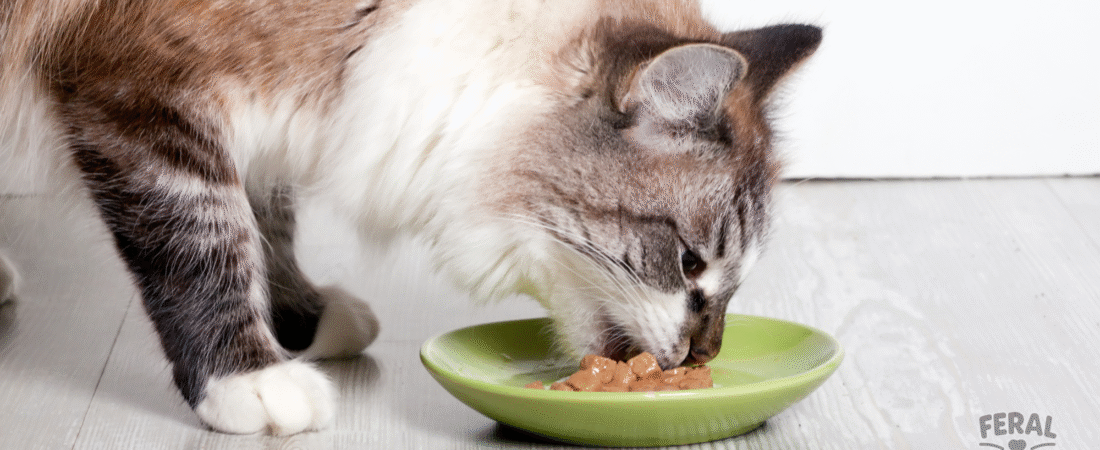 Understanding Cat Food Labels: A Pet Parent’s Guide to Ingredients, AAFCO, and Nutritional Adequacy