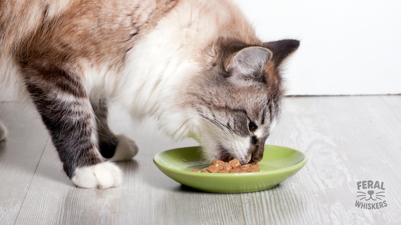 Understanding Cat Food Labels: A Pet Parent’s Guide to Ingredients, AAFCO, and Nutritional Adequacy