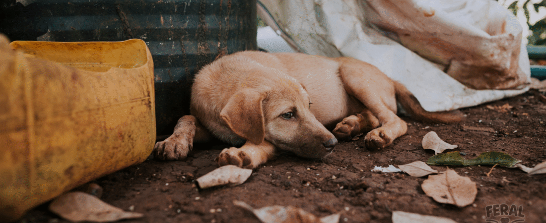 Tapeworms in Dogs: Symptoms, Vet Treatment & Natural Prevention