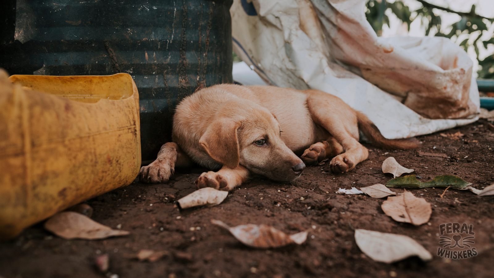 Tapeworms in Dogs: Symptoms, Vet Treatment & Natural Prevention