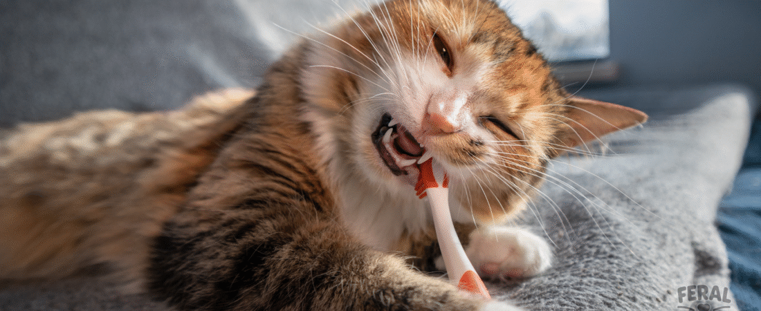 Common Cat Food Myths Debunked: What You Think You Know About Feline Diets (and What’s True)