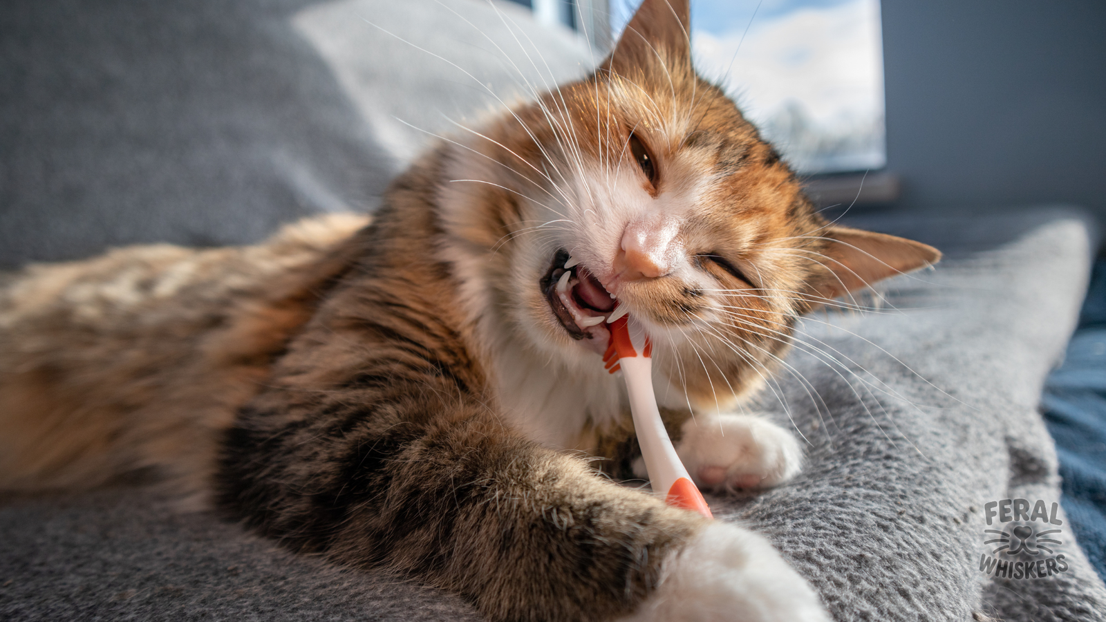 Common Cat Food Myths Debunked: What You Think You Know About Feline Diets (and What’s True)