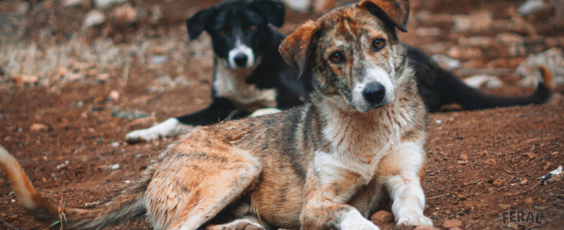 Giardia & Coccidia in Dogs: Symptoms, Vet Care & Simple Holistic Prevention