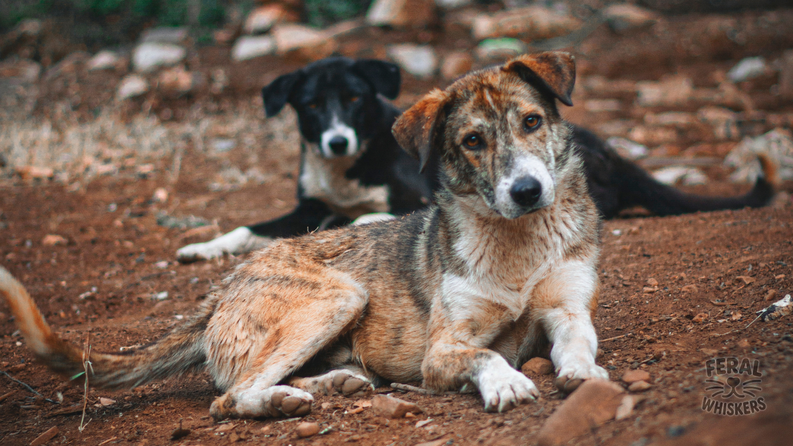 Giardia & Coccidia in Dogs: Symptoms, Vet Care & Simple Holistic Prevention