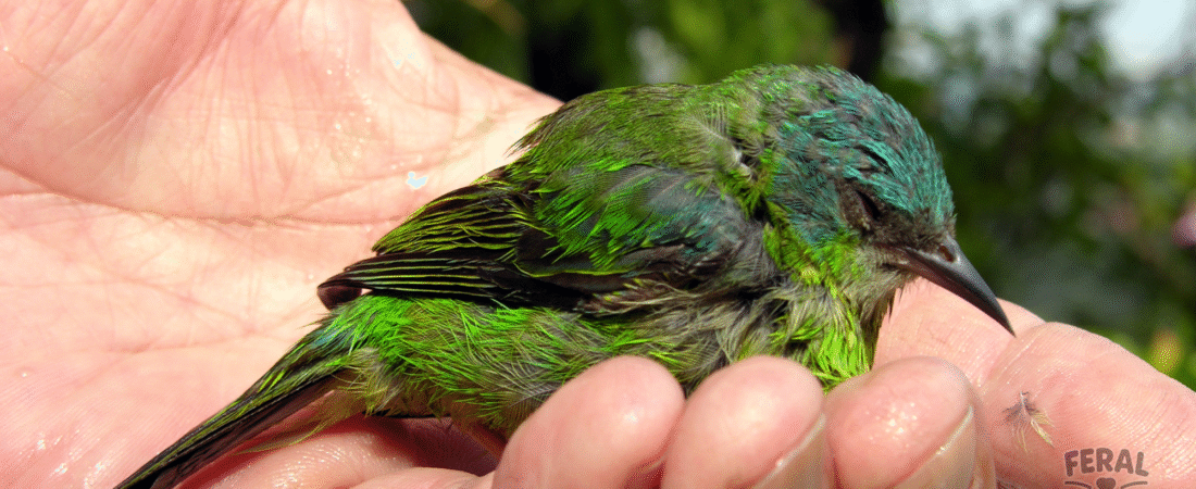 Backyard Bird Rescue: What to Do if You Find an Injured or Orphaned Bird