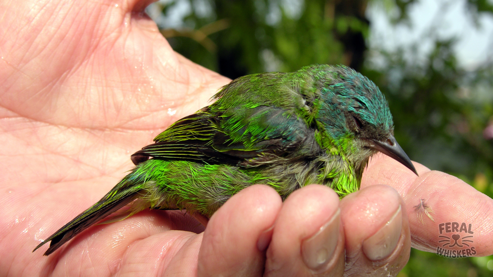 Backyard Bird Rescue: What to Do if You Find an Injured or Orphaned Bird