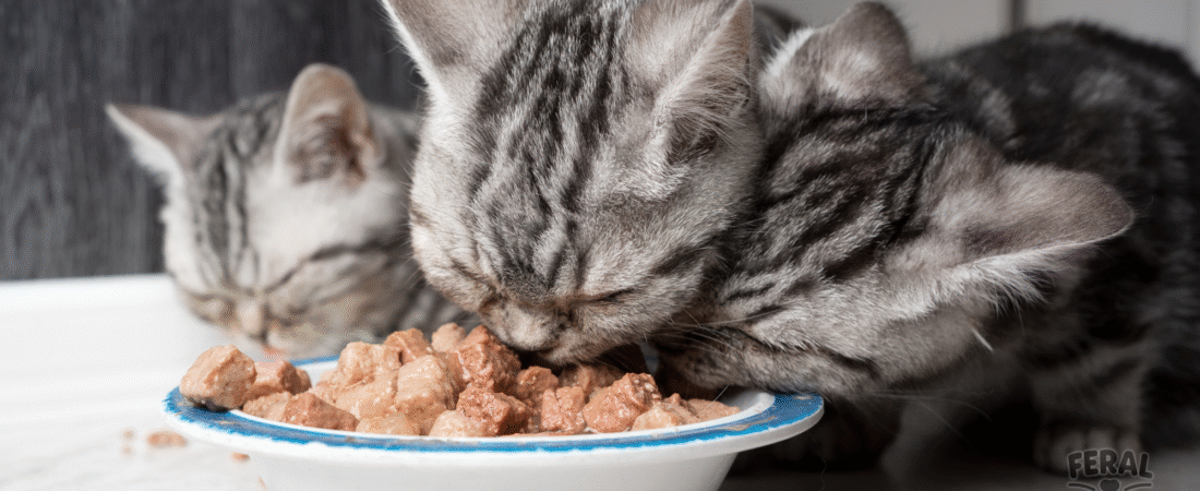 The Ultimate Guide to Cat Nutrition: From Kittens to Seniors, Raw to Kibble