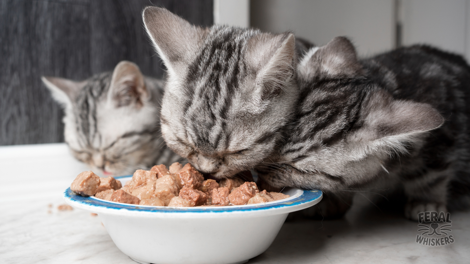 The Ultimate Guide to Cat Nutrition: From Kittens to Seniors, Raw to Kibble