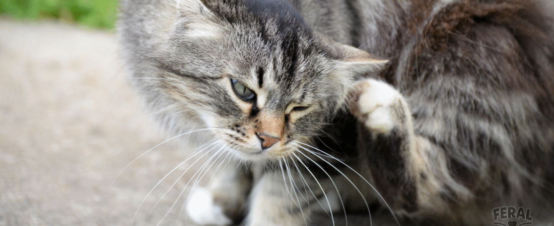 Fleas in Cats: Symptoms, Treatments, Holistic Remedies & Prevention