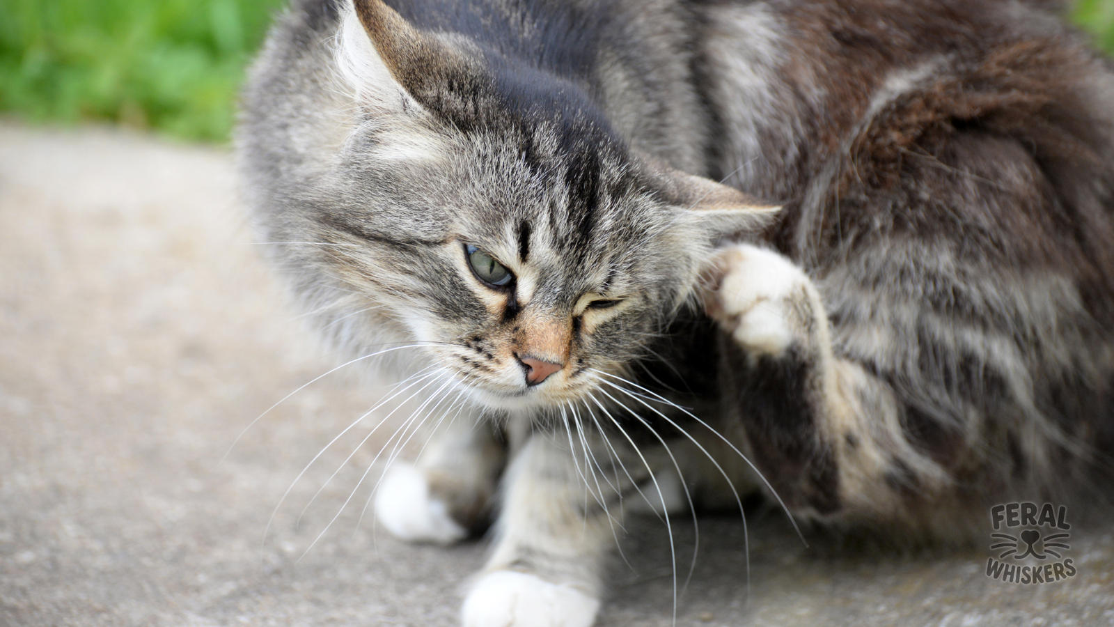 Fleas in Cats: Symptoms, Treatments, Holistic Remedies & Prevention