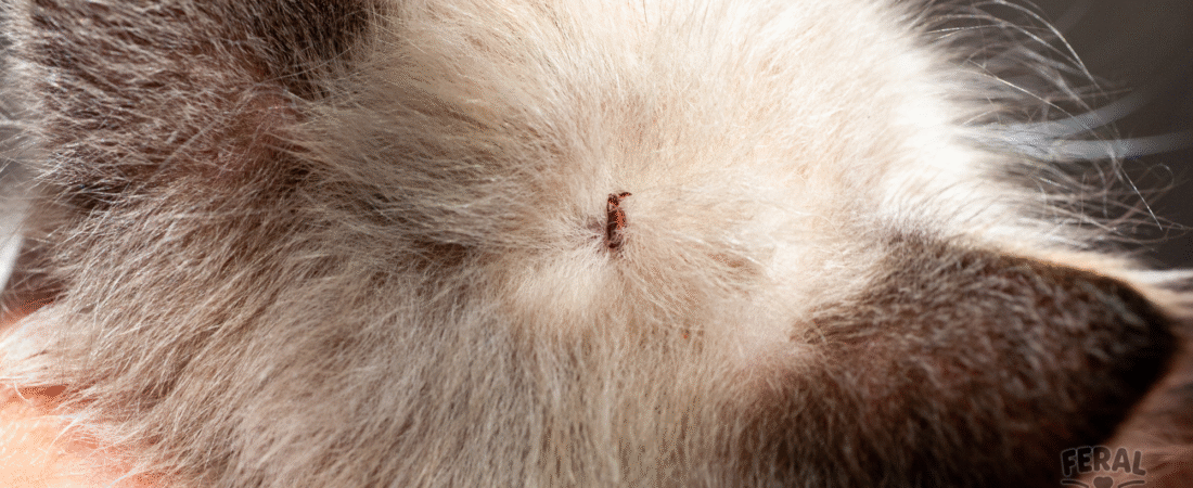 Ticks in Cats: Dangers, Removal, Treatments & Prevention