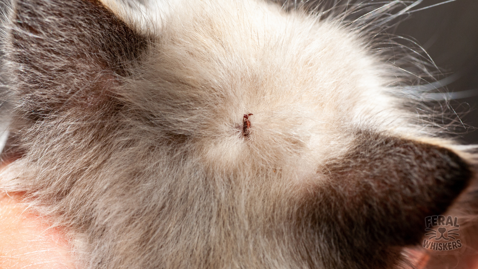 Ticks in Cats: Dangers, Removal, Treatments & Prevention