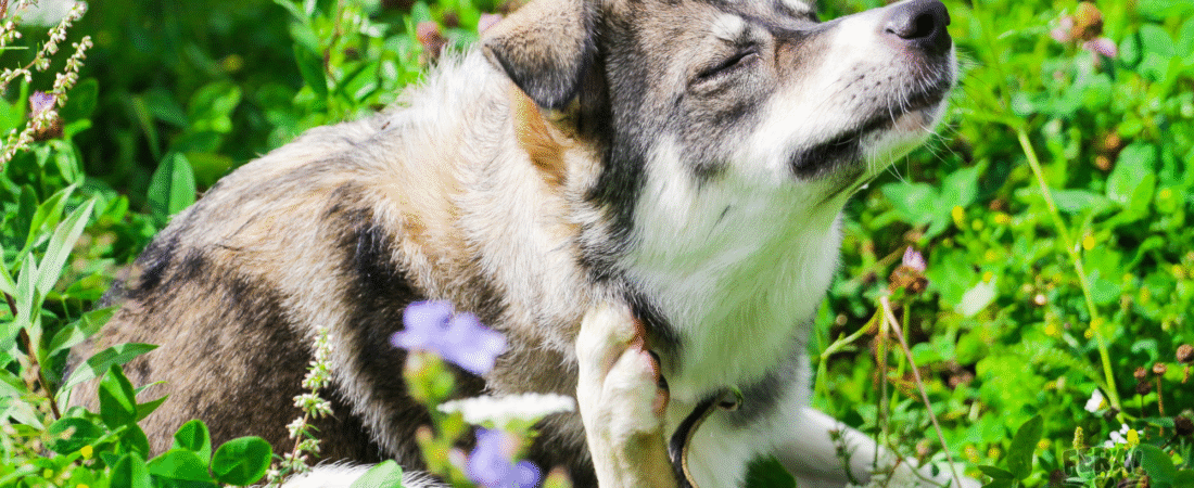 Dog Mites: Mange, Ear Mites & Skin Care Made Simple